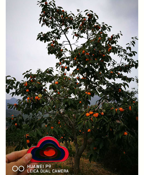 2025年陕西富平特级柿饼 吊柿饼 礼盒装（云知道定制）