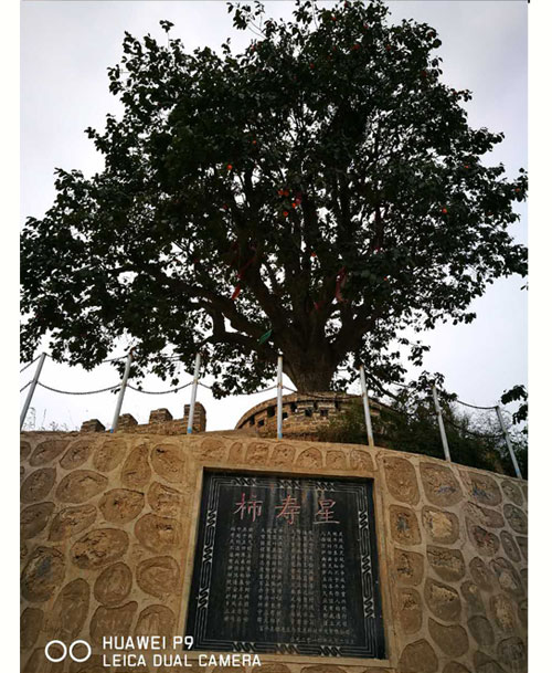 2025年陕西富平特级柿饼 吊柿饼 礼盒装（云知道定制）