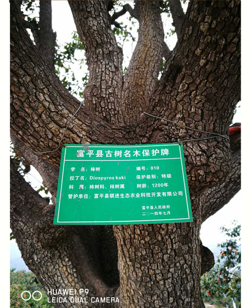 2025年陕西富平特级柿饼 吊柿饼 礼盒装（云知道定制）