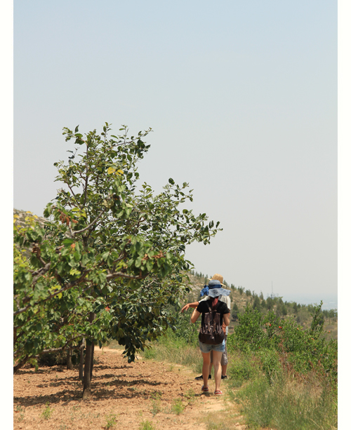 2025年陕西富平特级柿饼 吊柿饼 礼盒装（云知道定制）