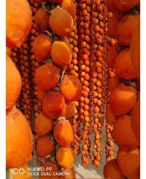 2025年陕西富平特级柿饼 吊柿饼 礼盒装（云知道定制）