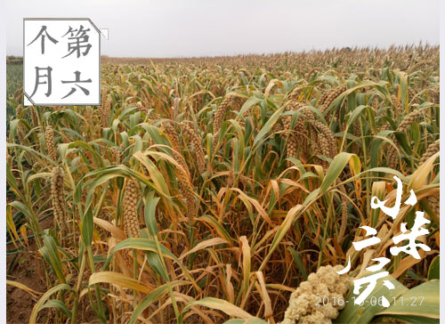 2024年 山西广灵农家小米 5斤装（原产地发货）