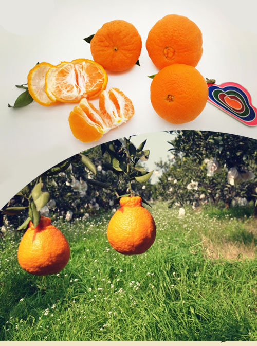 新品特价30-4月1号 四川不知火丑八怪丑橘丑柑（四川库发货）