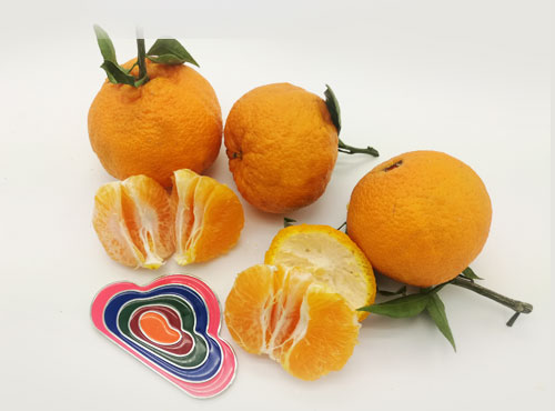 新品特价30-4月1号 四川不知火丑八怪丑橘丑柑（四川库发货）