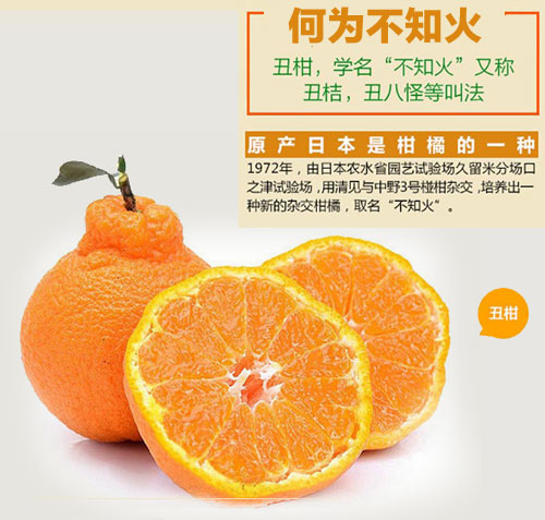新品特价30-4月1号 四川不知火丑八怪丑橘丑柑（四川库发货）