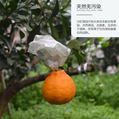 新品特价30-4月1号 四川不知火丑八怪丑橘丑柑（四川库发货）