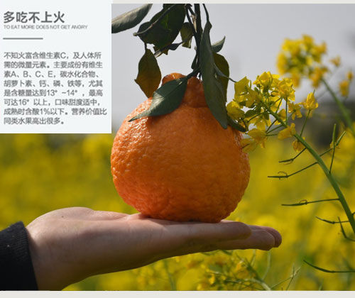 新品特价30-4月1号 四川不知火丑八怪丑橘丑柑（四川库发货）