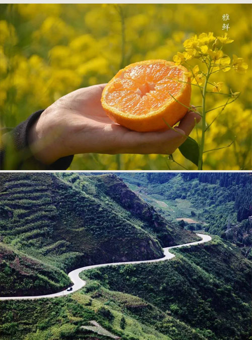 新品特价30-4月1号 四川不知火丑八怪丑橘丑柑（四川库发货）