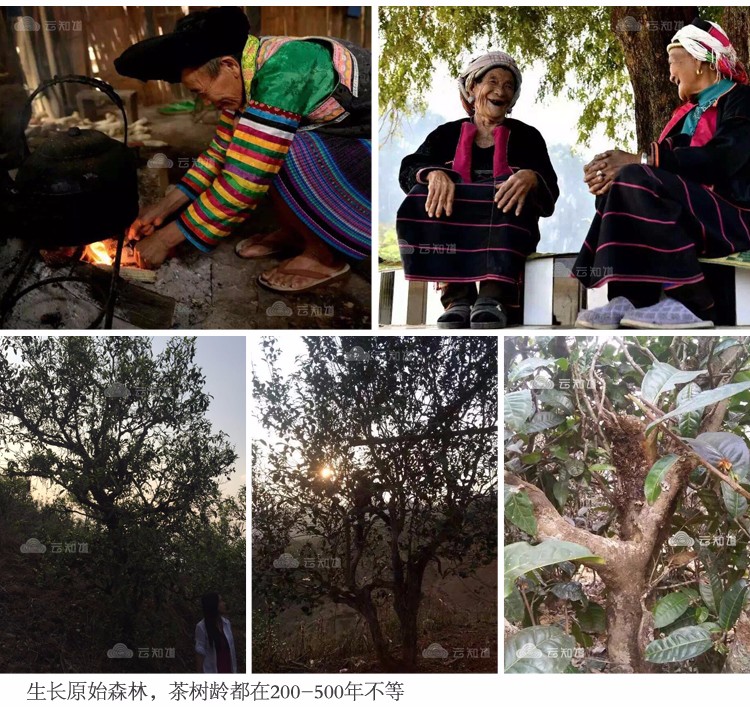 南伞古树普洱茶礼盒装（武汉库包邮）