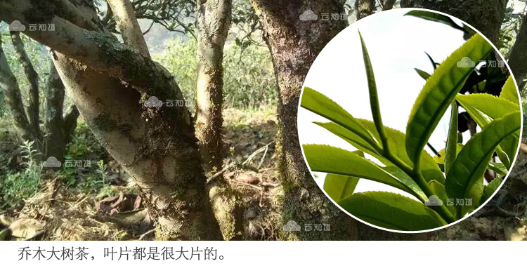 南伞古树普洱茶礼盒装（武汉库包邮）