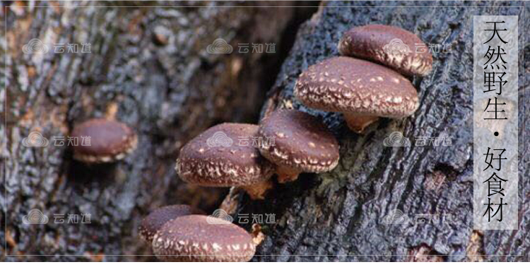 东北长白山特产野生小香菇(珍珠小香菇)（武汉库包邮）