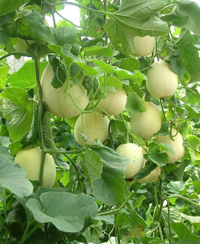 新品特价14-16号 山东玉菇冰淇淋甜瓜（山东库）