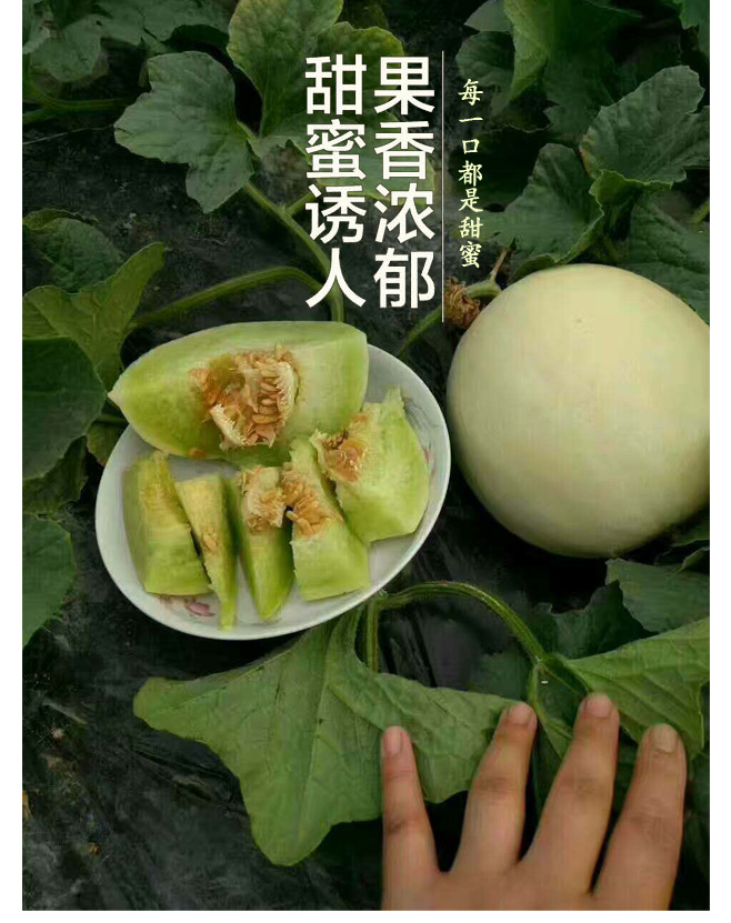 新品特价14-16号 山东玉菇冰淇淋甜瓜（山东库）