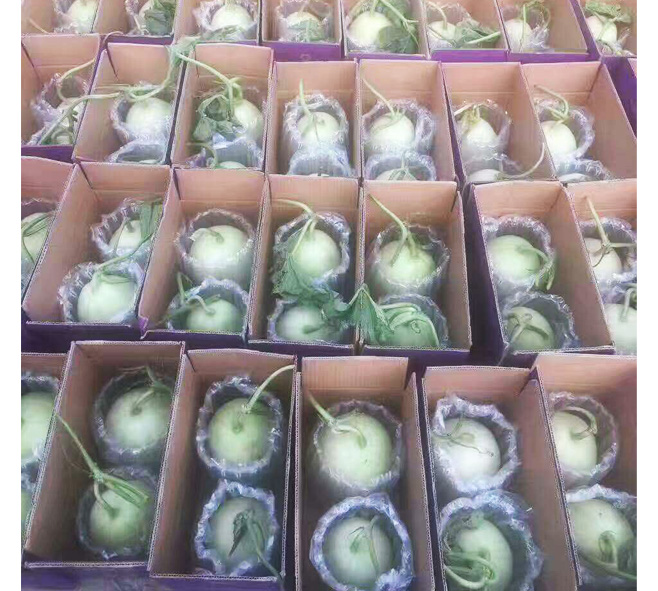 新品特价14-16号 山东玉菇冰淇淋甜瓜（山东库）