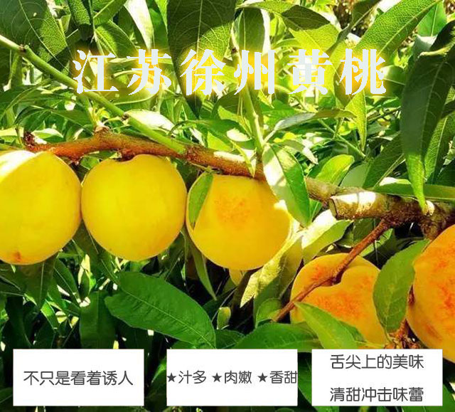 徐州大沙河贵族黄桃 （原产地发货）