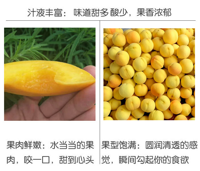徐州大沙河贵族黄桃 （原产地发货）