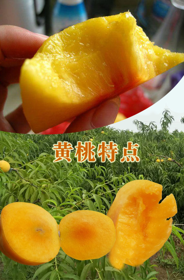 徐州大沙河贵族黄桃 （原产地发货）