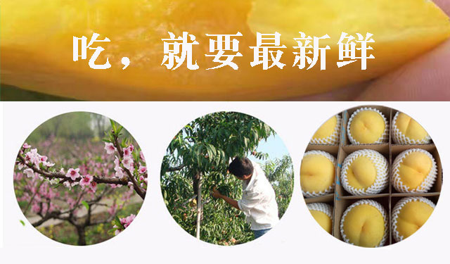 徐州大沙河贵族黄桃 （原产地发货）