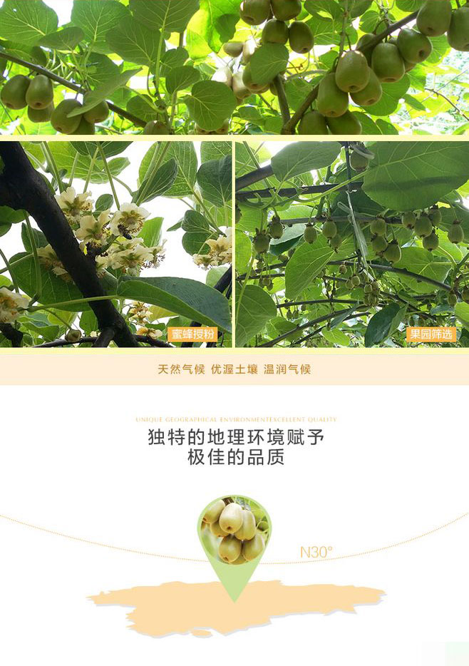 四川蒲江红心猕猴桃（原产地发货）