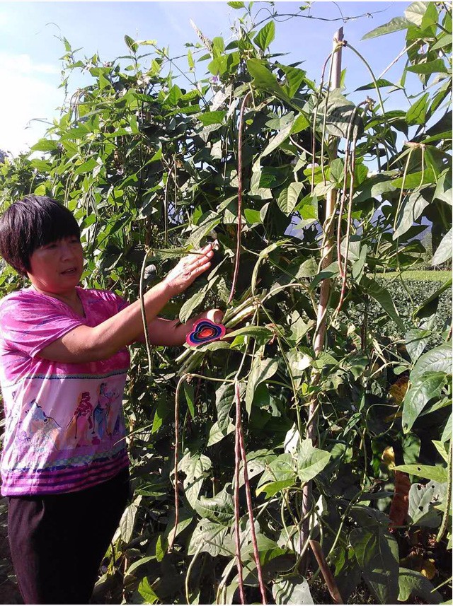 三清山农家手工干豆角（武汉库包邮）