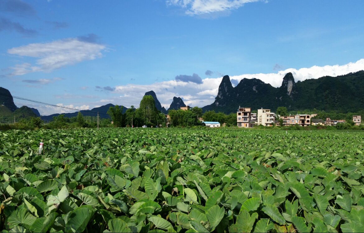 广西荔浦芋头（原产地发货）