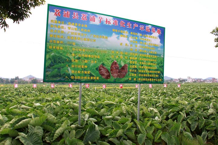 广西荔浦芋头（原产地发货）