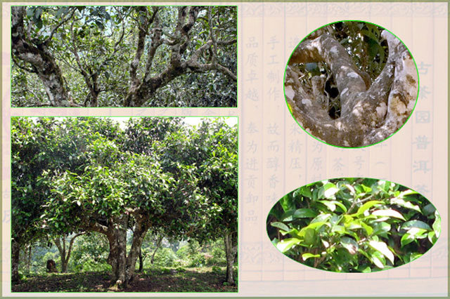 同庆号普洱茶 普天同庆绿印生饼礼盒 400g（武汉库包邮）
