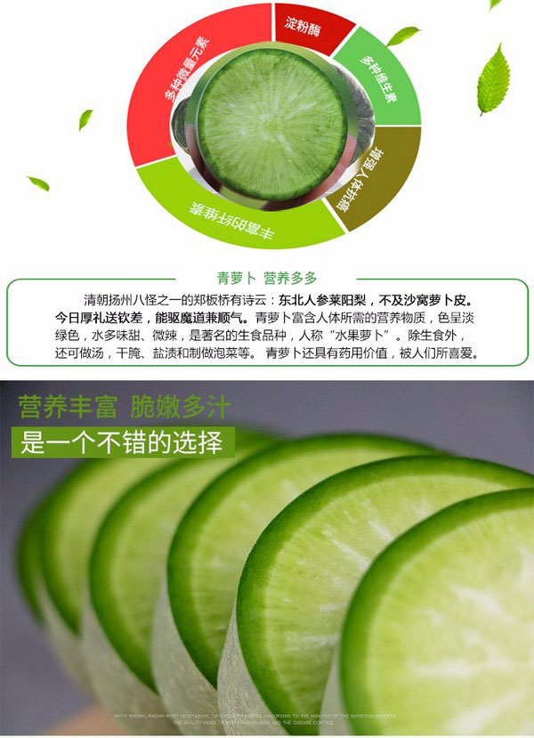 山东沙窝水果萝卜 青萝卜（原产地发货）