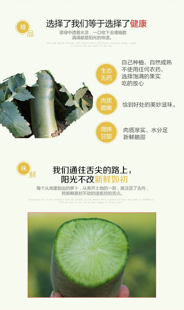山东沙窝水果萝卜 青萝卜（原产地发货）