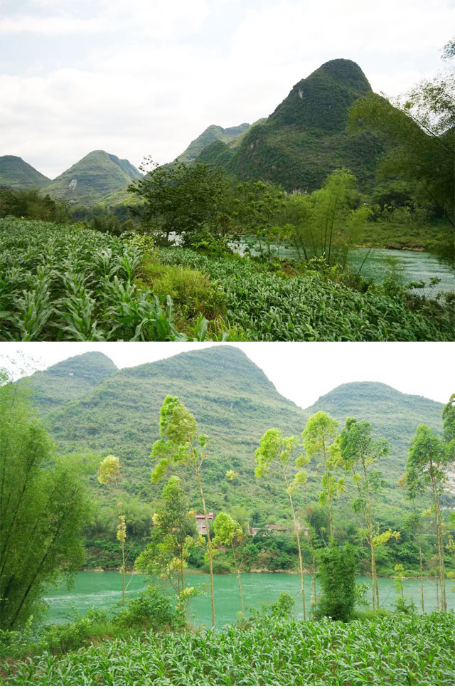 广西大山野生金银花茶装（武汉库包邮）