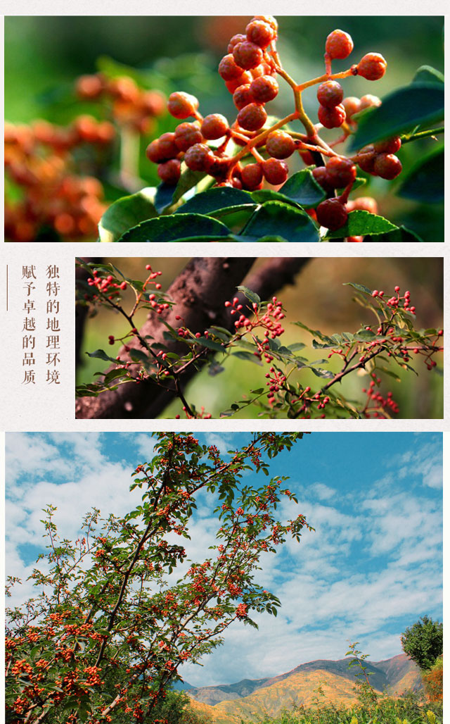 陕西富平齐椒花椒