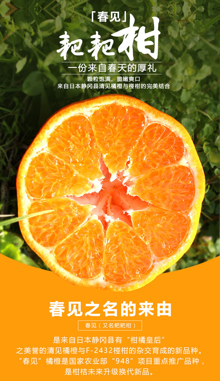 四川春见耙耙柑（原产地直发）