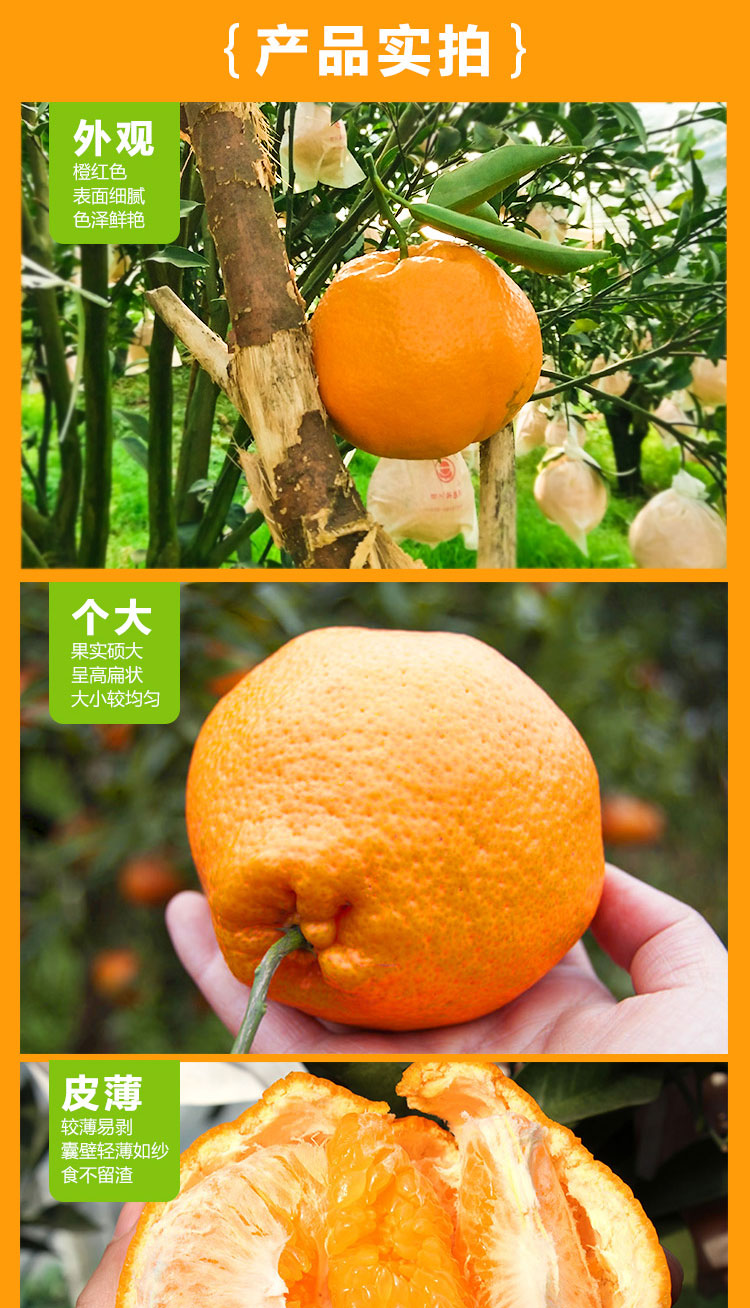 四川春见耙耙柑（原产地直发）