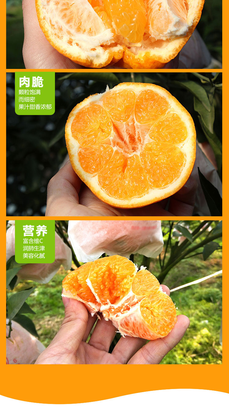 四川春见耙耙柑（原产地直发）