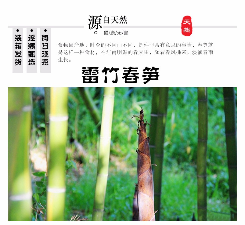 四川蒲江 雷竹春笋 雷笋（四川库发货）