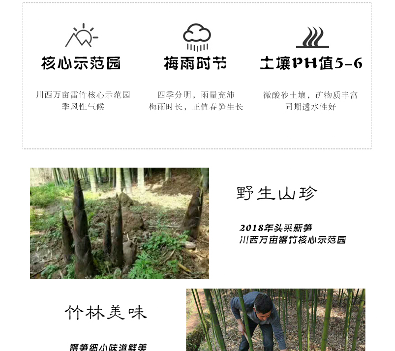 四川蒲江 雷竹春笋 雷笋（四川库发货）