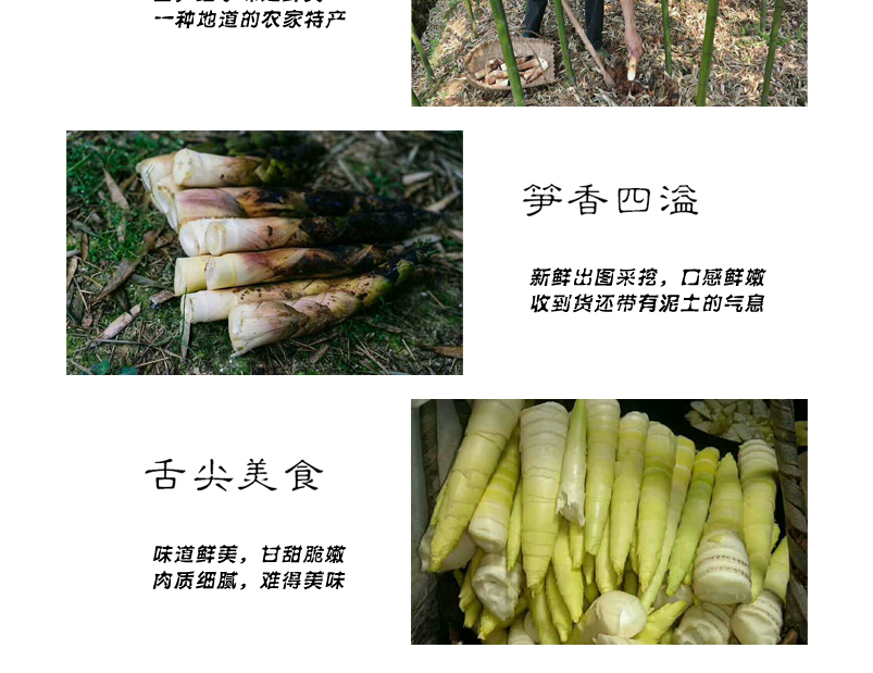 四川蒲江 雷竹春笋 雷笋（四川库发货）