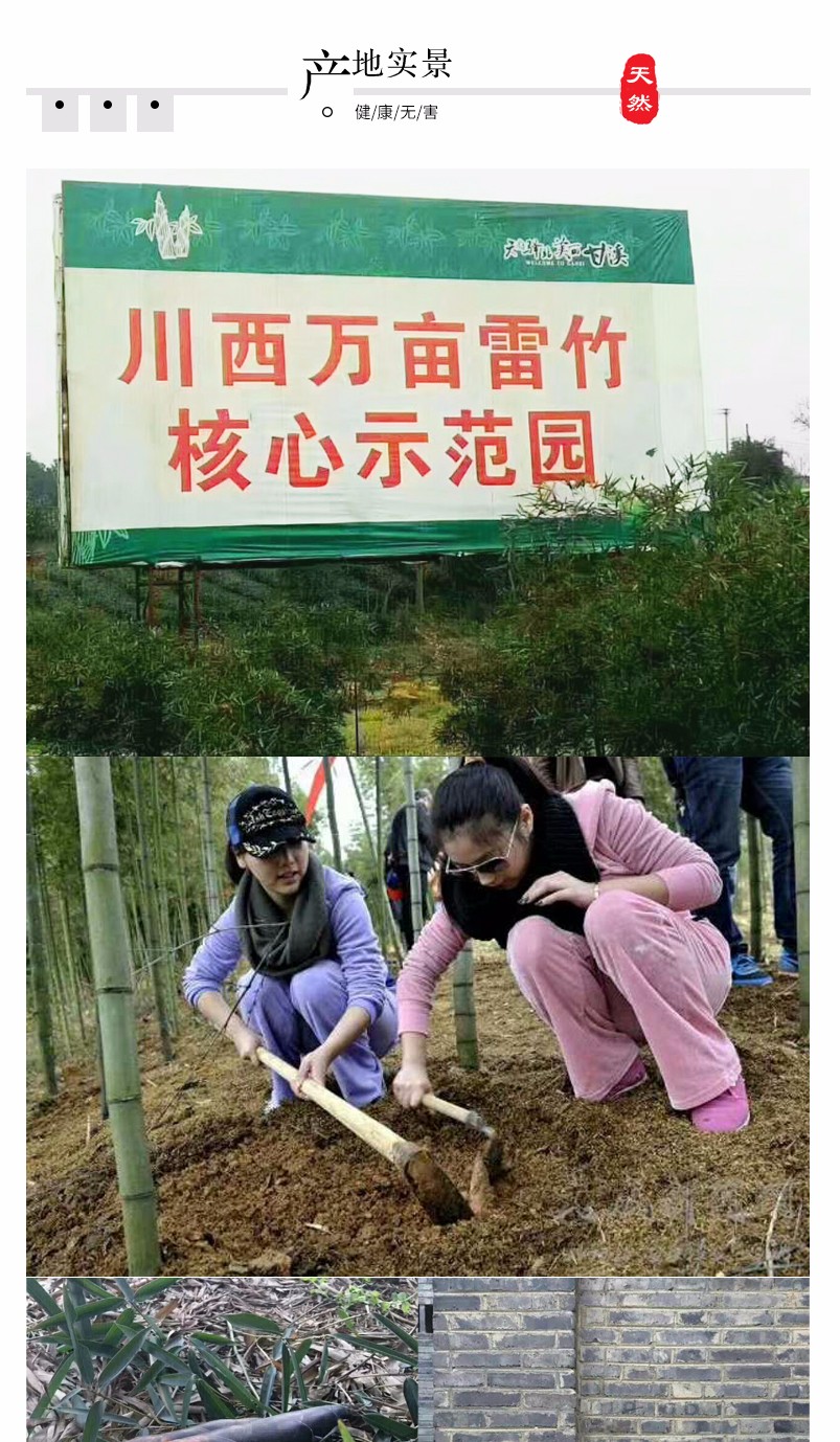 四川蒲江 雷竹春笋 雷笋（四川库发货）