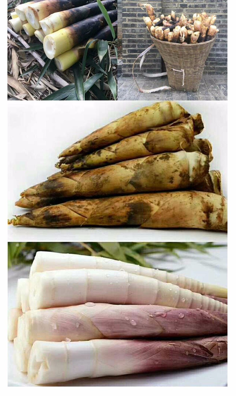 四川蒲江 雷竹春笋 雷笋（四川库发货）