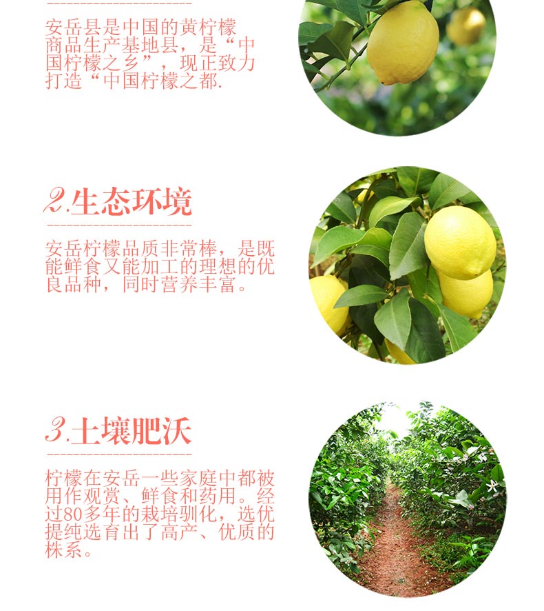 四川安岳柠檬 一级果  原产地直发
