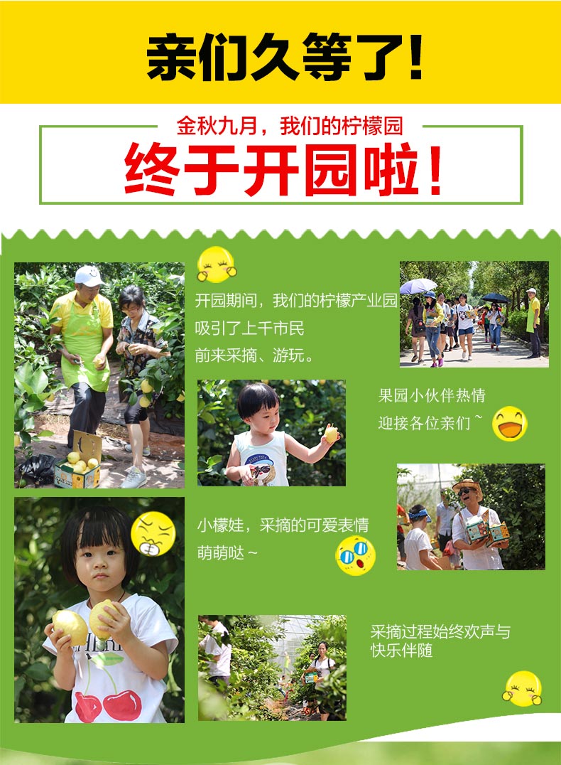 四川安岳柠檬 一级果  原产地直发