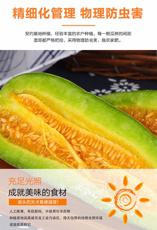 山东头茬羊角蜜瓜 4.5斤（原产地发货）