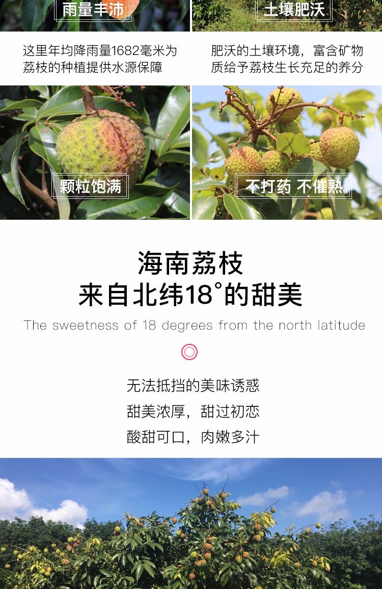 广东妃子笑荔枝 4.5斤（原产地发货）