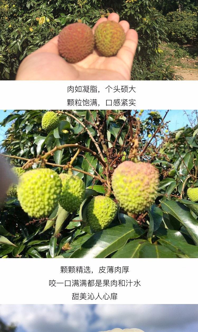 广东妃子笑荔枝 4.5斤（原产地发货）