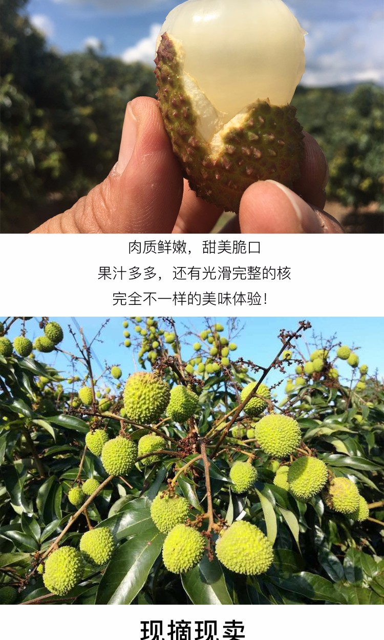 广东妃子笑荔枝 4.5斤（原产地发货）