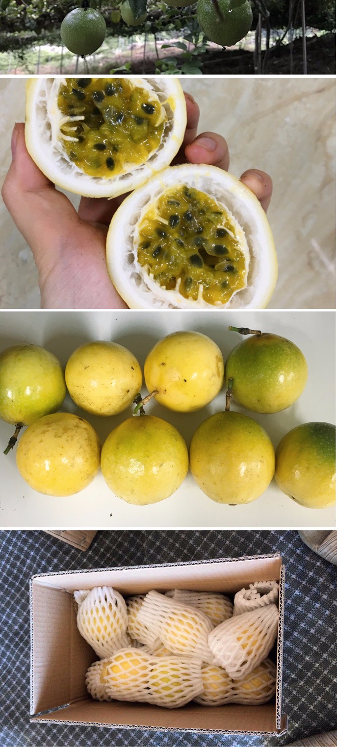 福建钦蜜百香果 黄金百香果（原产地直发）