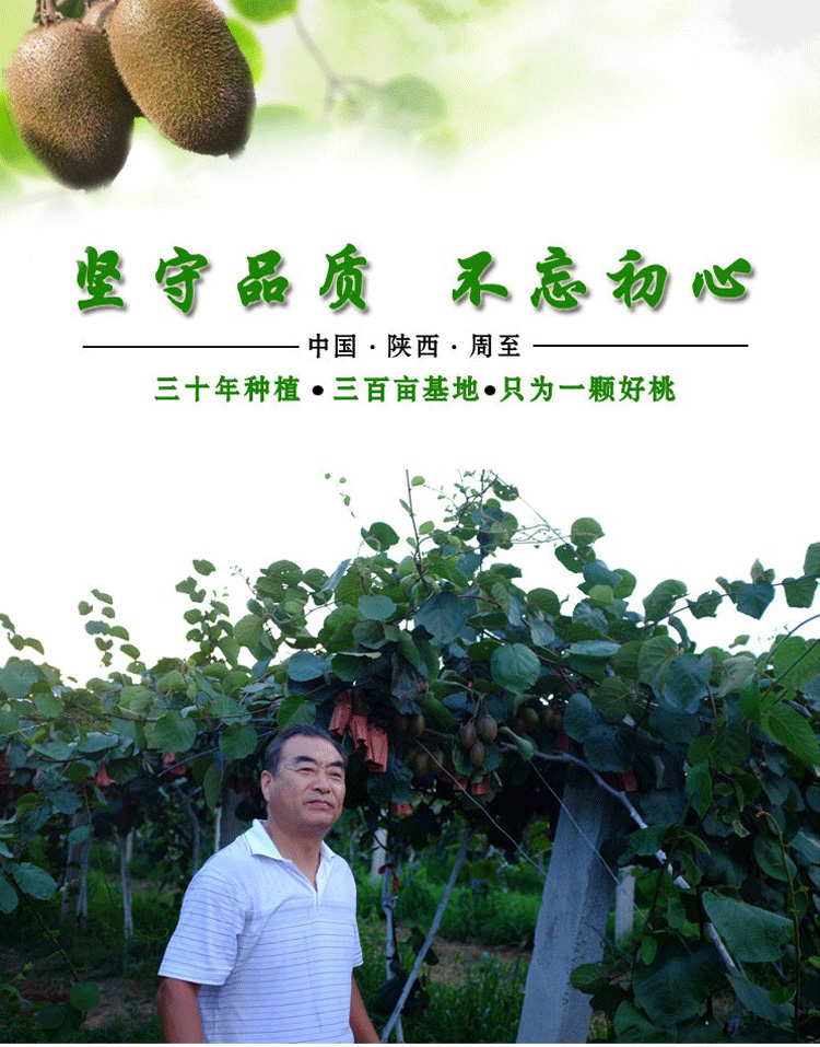 陕西翠香猕猴桃 绿心奇异果（原产地发货）