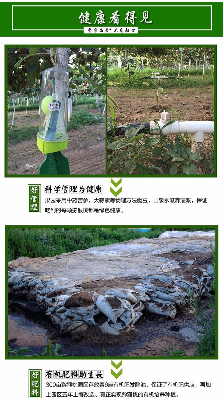 陕西翠香猕猴桃 绿心奇异果（原产地发货）