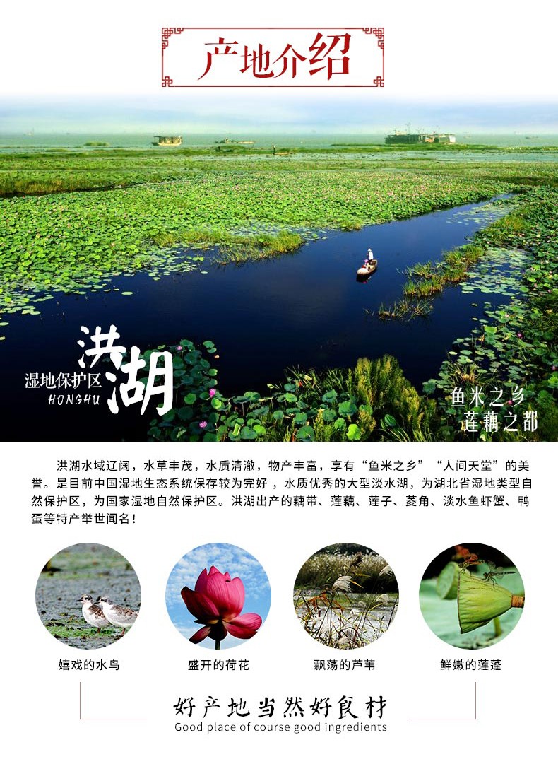 湖北洪湖农家粉莲藕 洪湖粉藕（原产地发货）