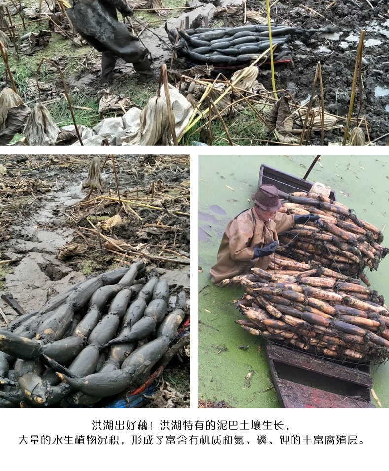 湖北洪湖农家粉莲藕 洪湖粉藕（原产地发货）